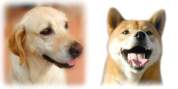 犬写真館 年賀状素材 年賀状無料素材見本サムネイル画像