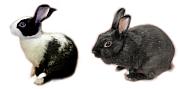 うさぎ写真館[usatter]年賀状無料素材 ウサギ画像,うさぎ写真 年賀状無料素材見本サムネイル