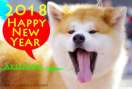 あ、きた。いぬ年 秋田犬の年賀状用画像 年賀状無料素材見本サムネイル